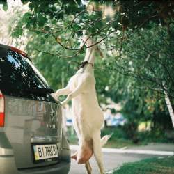 Renault Clio slaví 30 let, Octavii strčí do kapsy